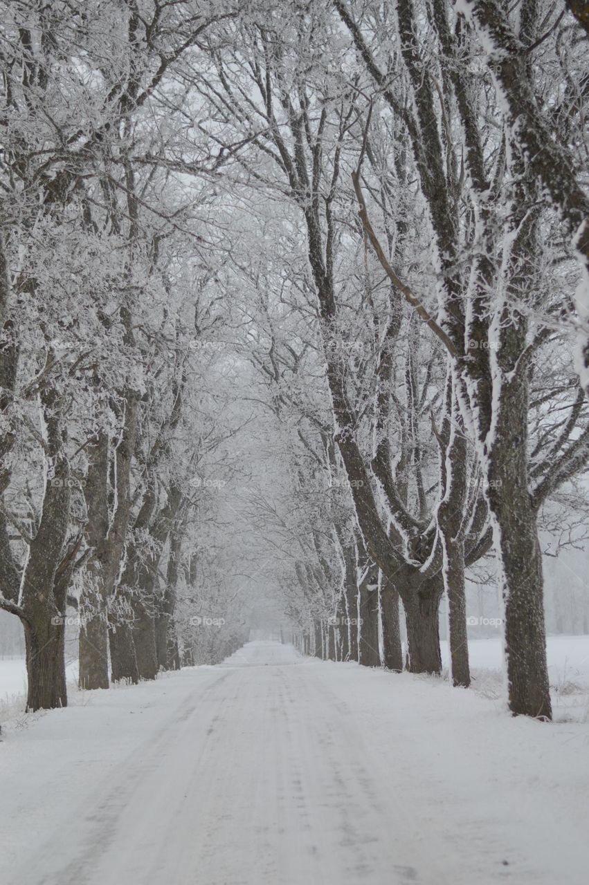 tree alley covered in snow