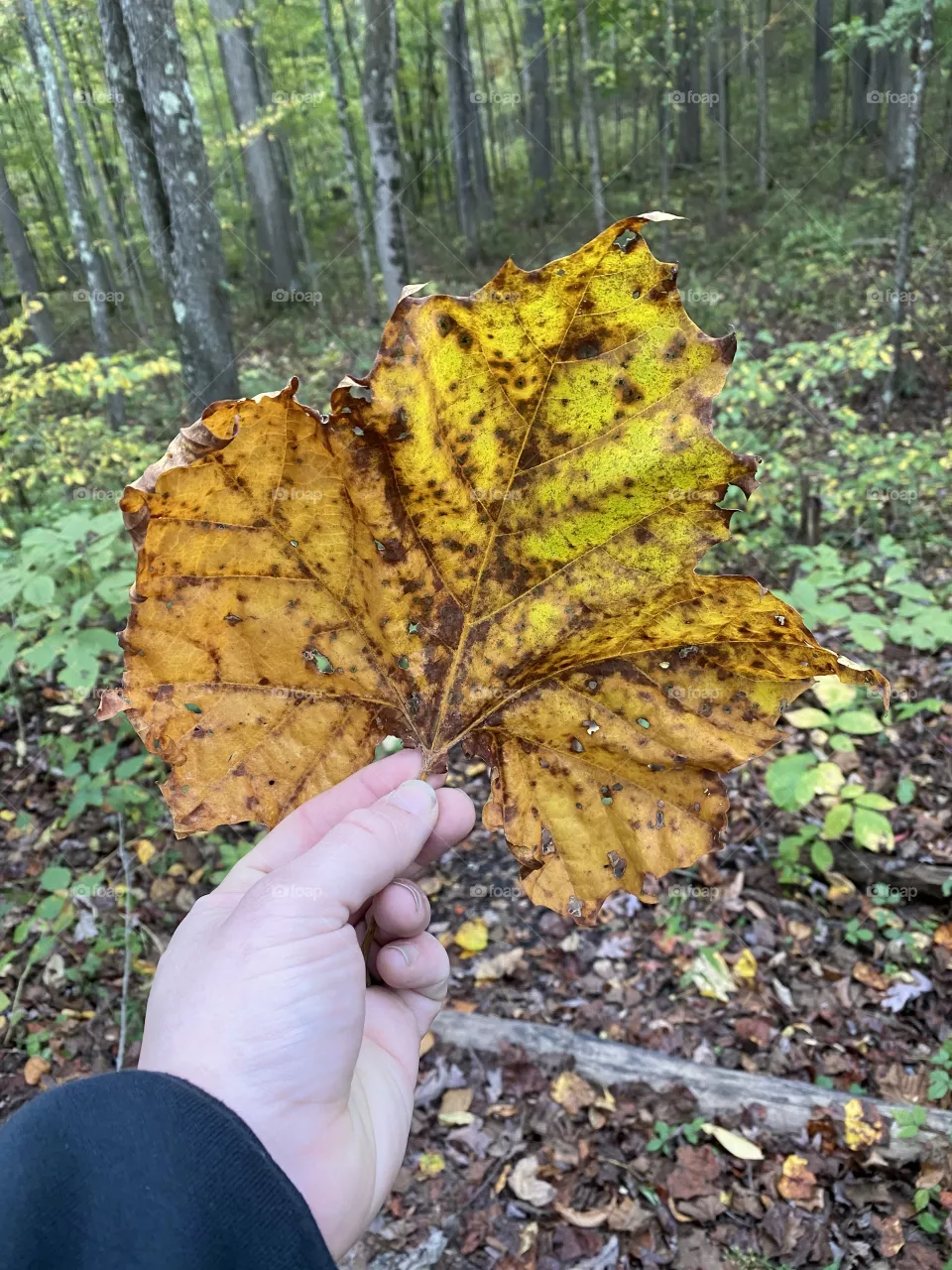 Fall is in the air 