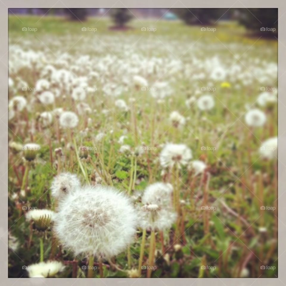 Field of Dandelion 