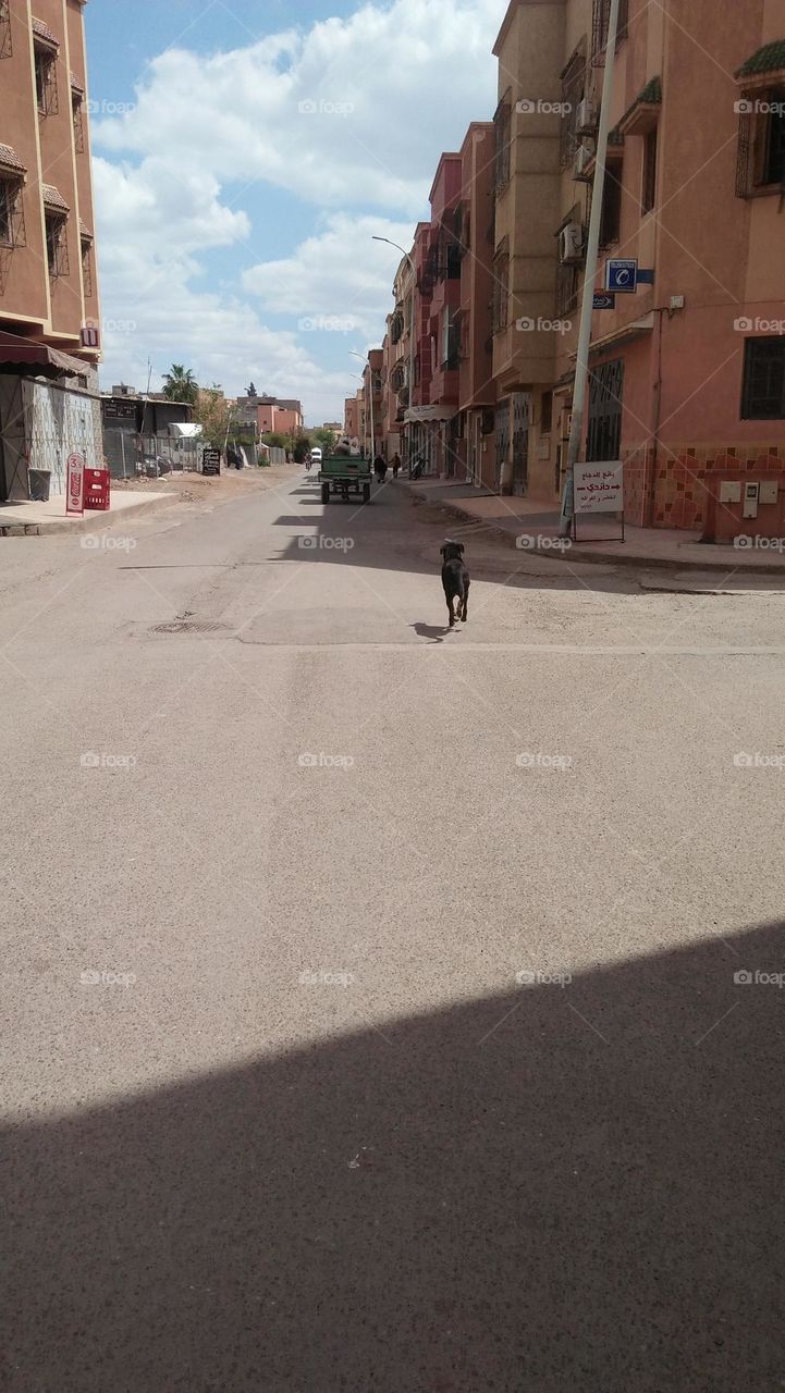  A wagon driver drags a horse and a black dog on the road.