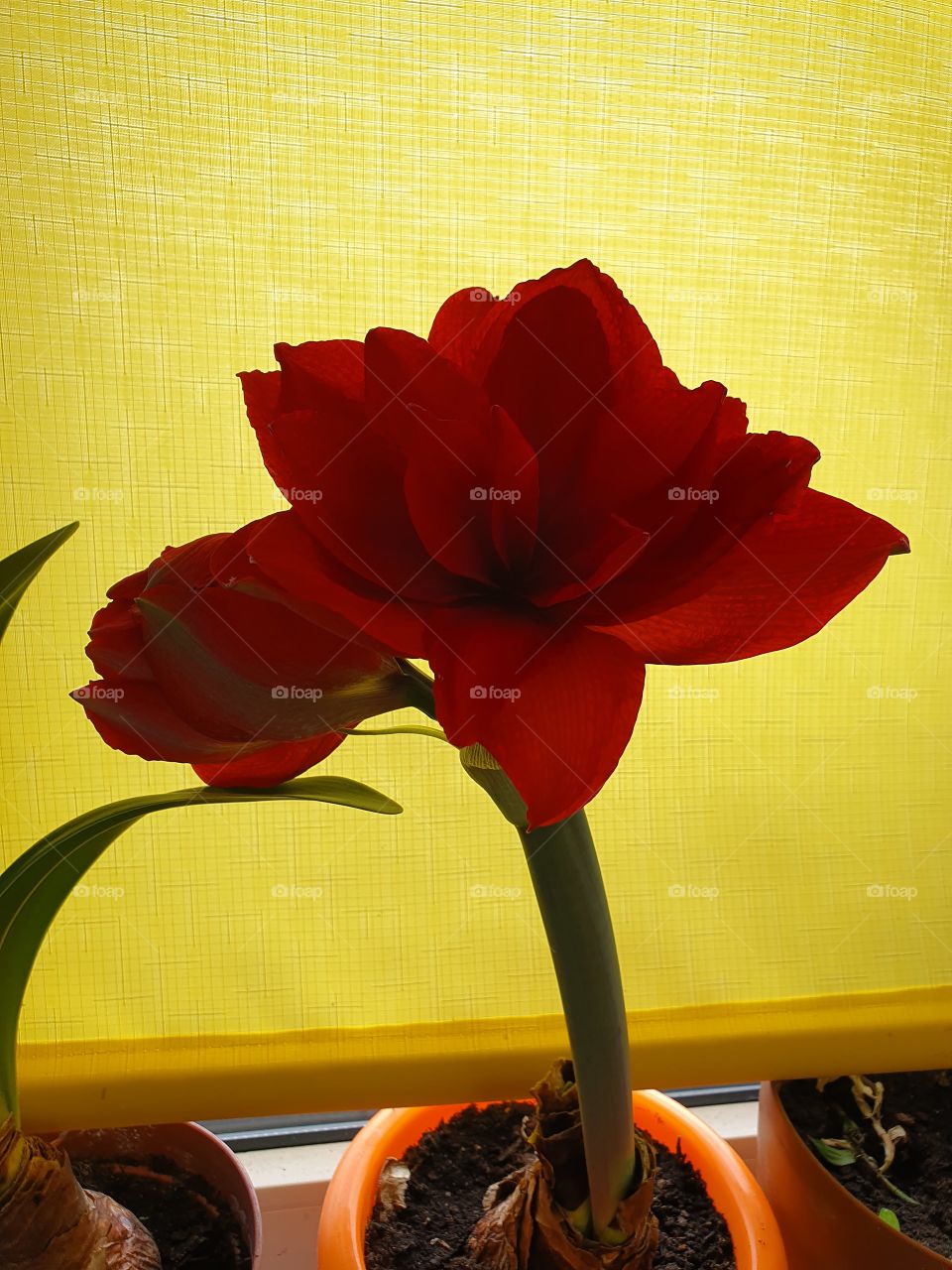 red amaryllis flower and a bud in front of yellow curtain