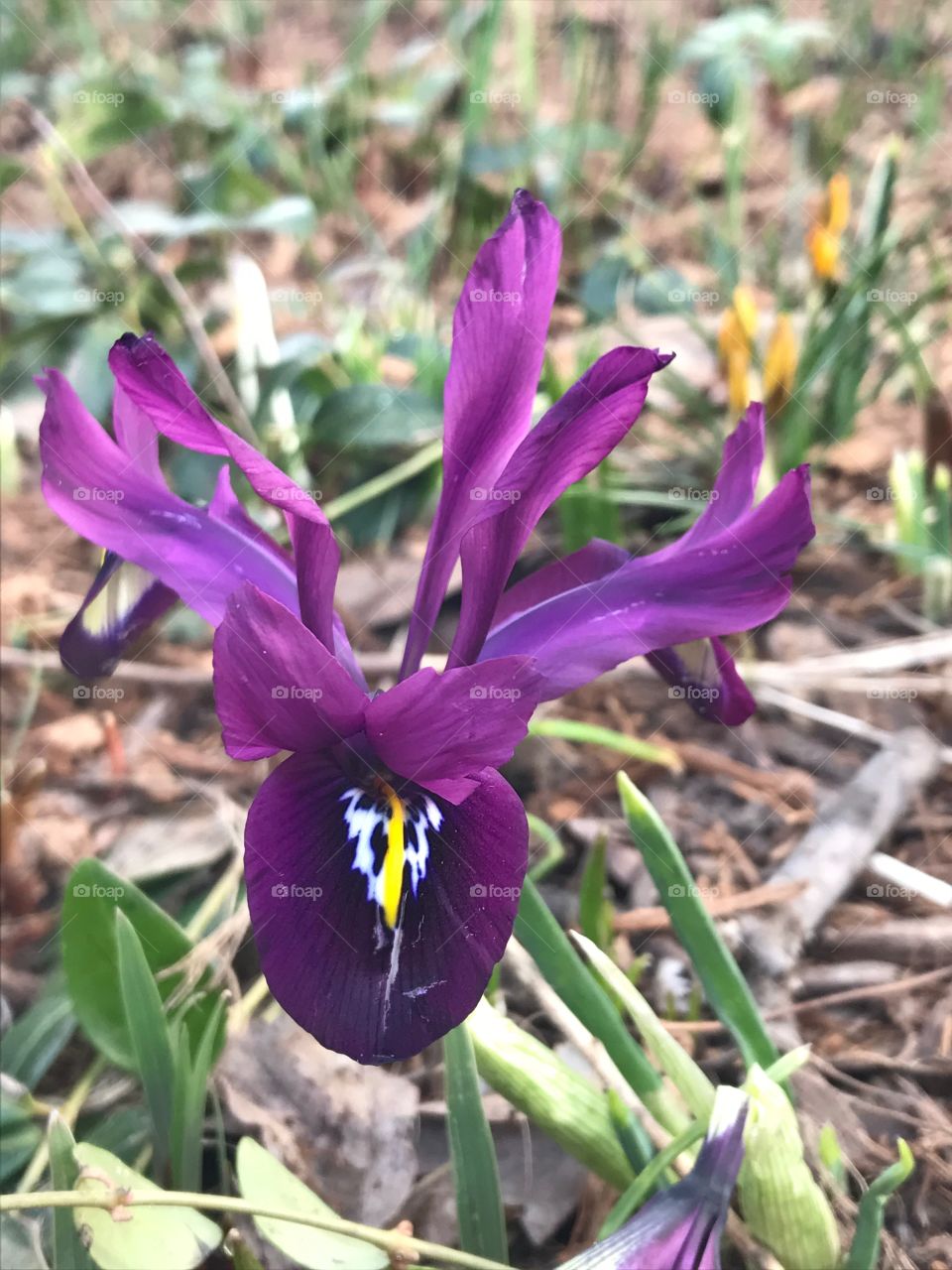 Flower, Central Park, Shakespeare Garden