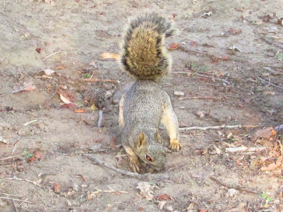 squirrel