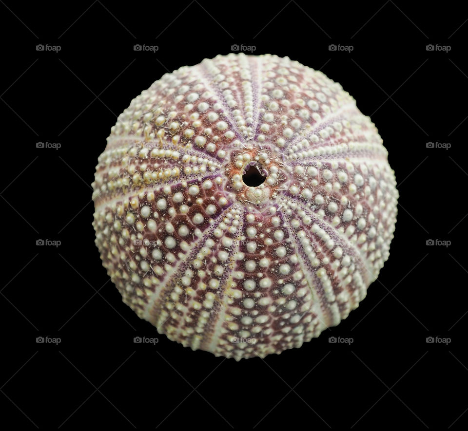 Sea urchin. 