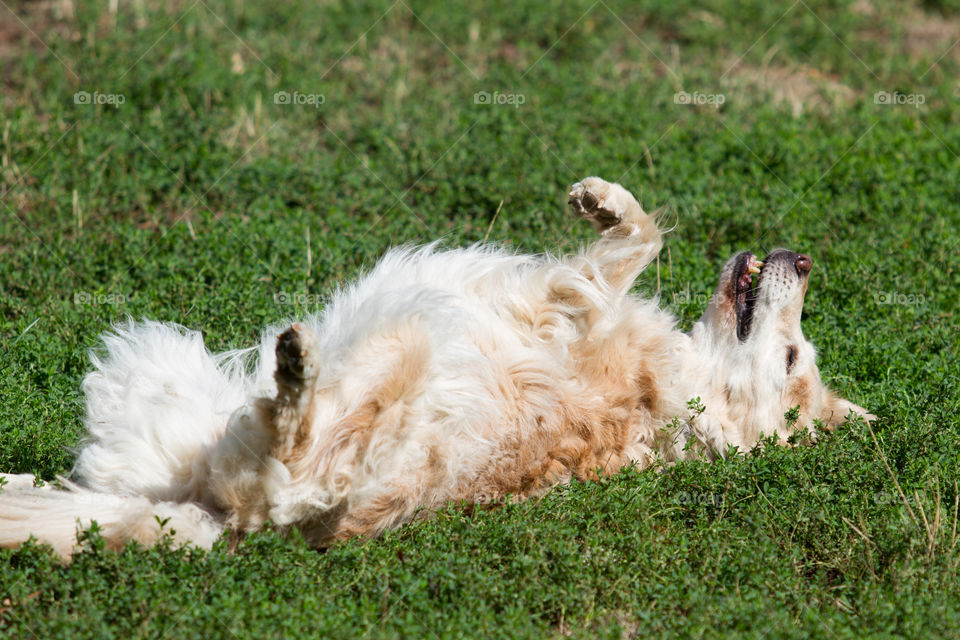 Smiling Dog 