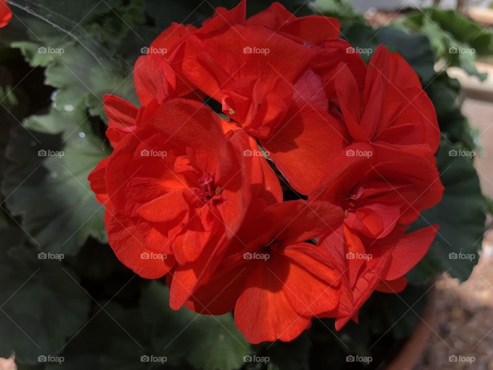 One of two lovely rhododendrons oh and lovely because that very deep red is so empowering.