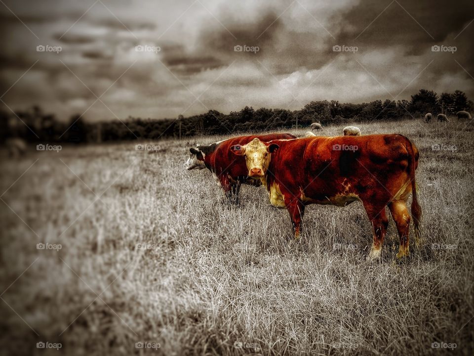 Curious the cow is. A cow looking out of curiosity