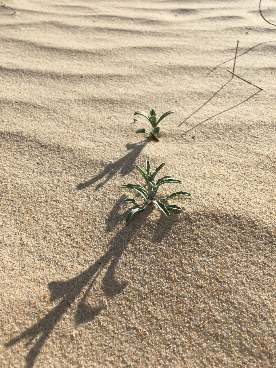 Tiny grass in sand with evening light