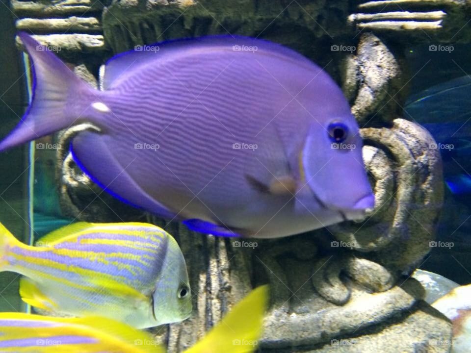 Purple fish