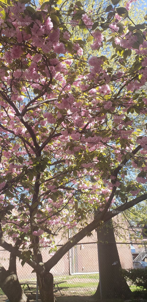 cherry blossoms 🌸 Tree