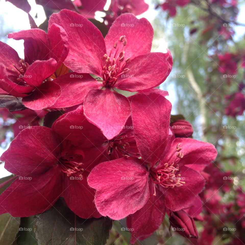 Blooming apple tree