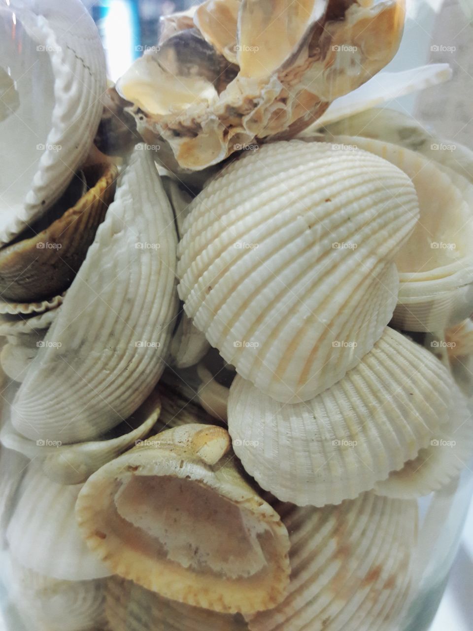 Close-up scallop seashells