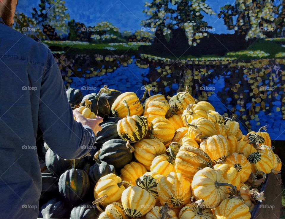 Choosing a pumpkin