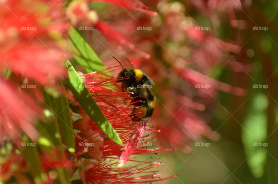 Macro