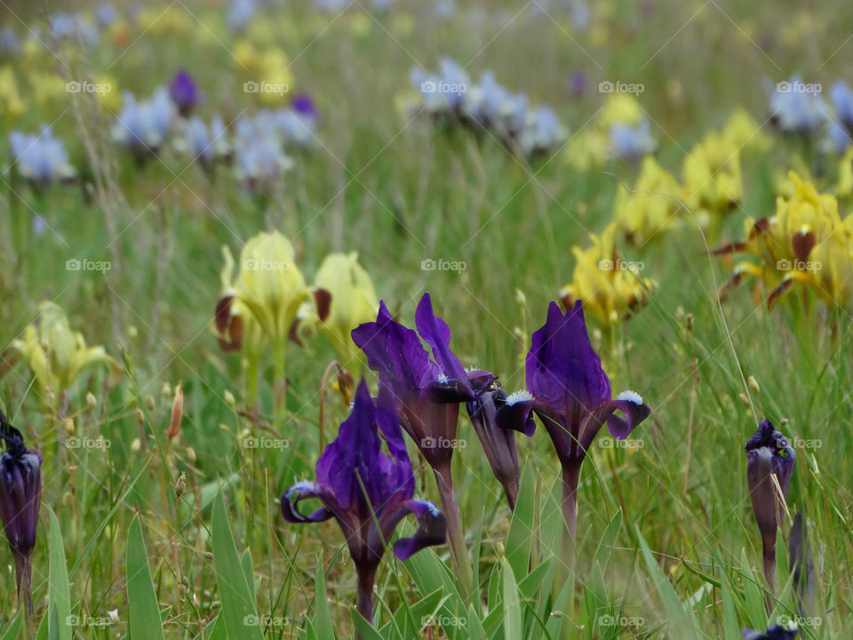 Wild flowers