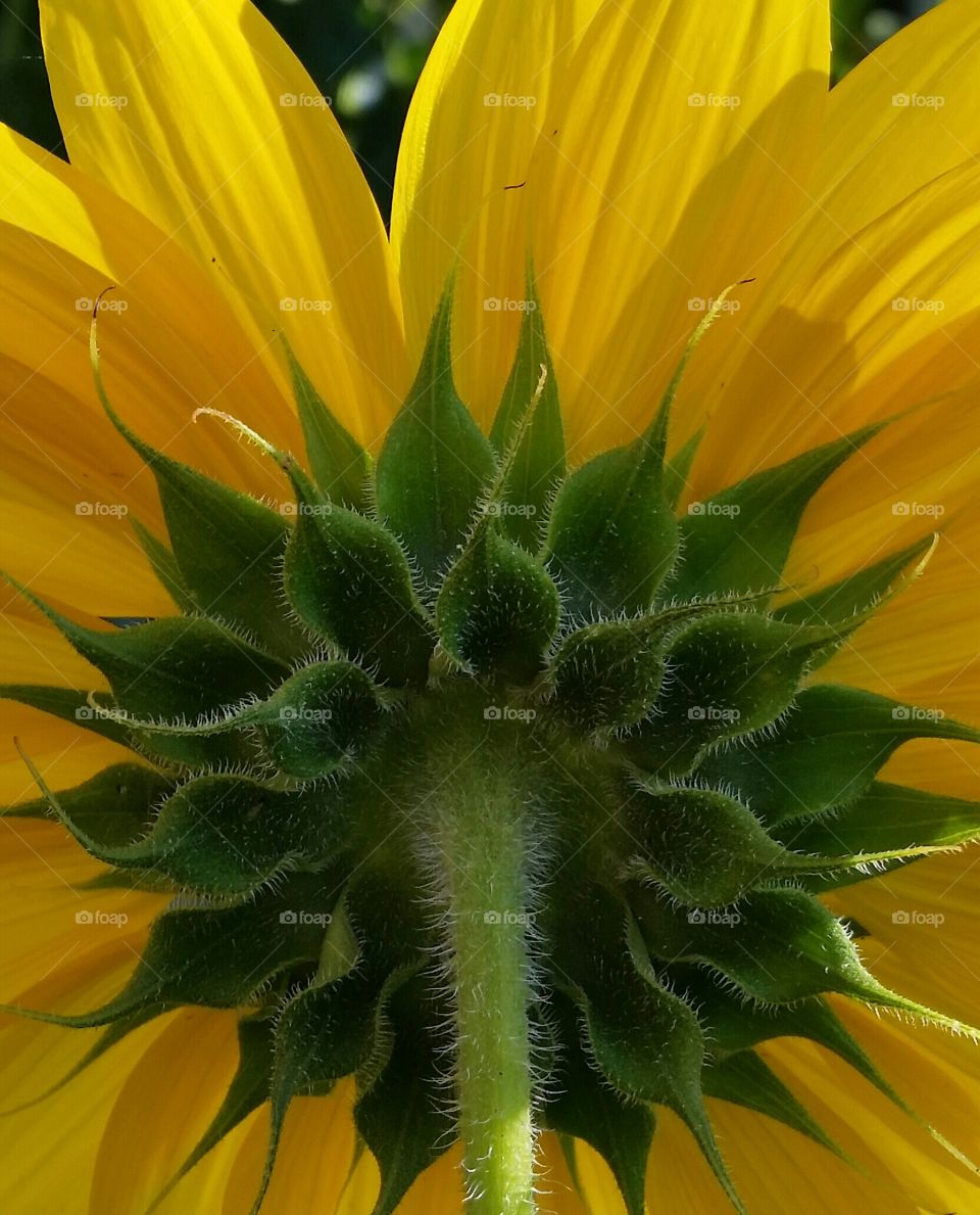 Sunflower Back Portrait