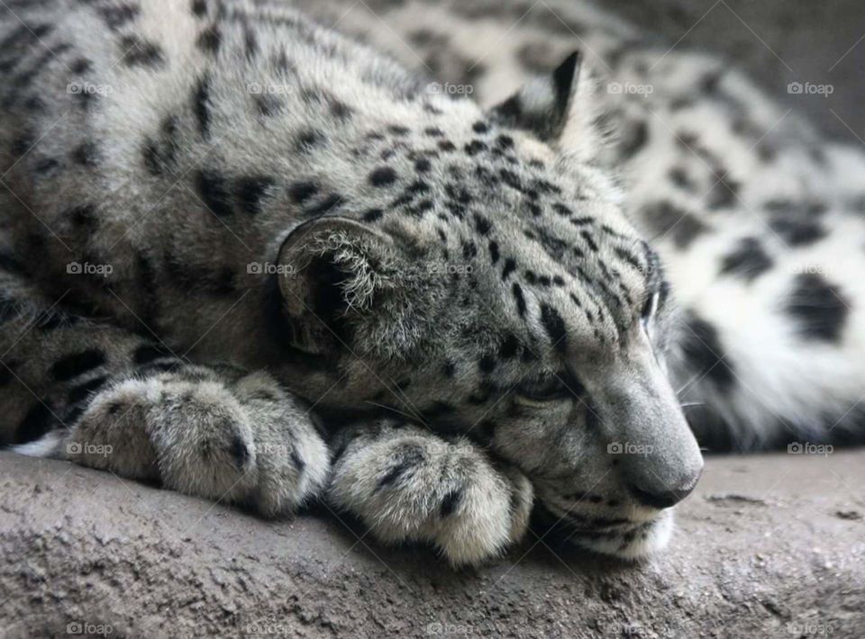 Snow Leopard sleeping