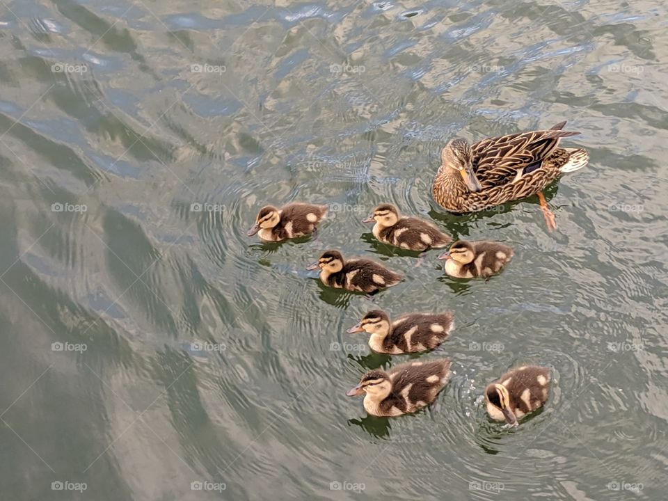Baby Ducklings with their Mama Duck in Oquirrh Lake, Daybreak- South Jordan,Utah