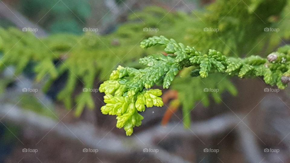 Cedar up close & personal