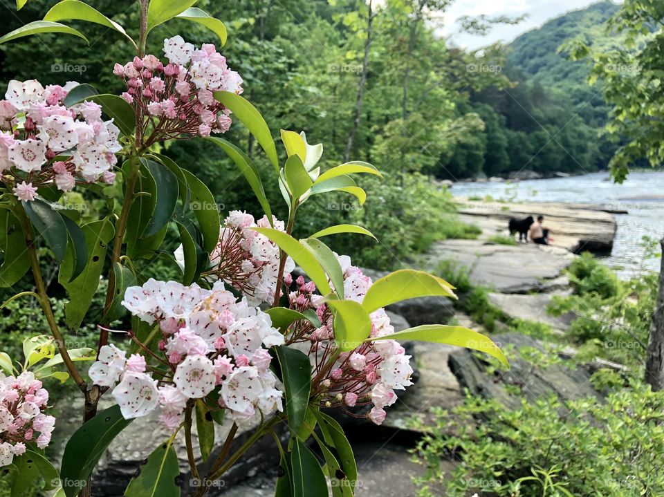 Mountain laurel in bloom at Ohiopyle State Park, PA