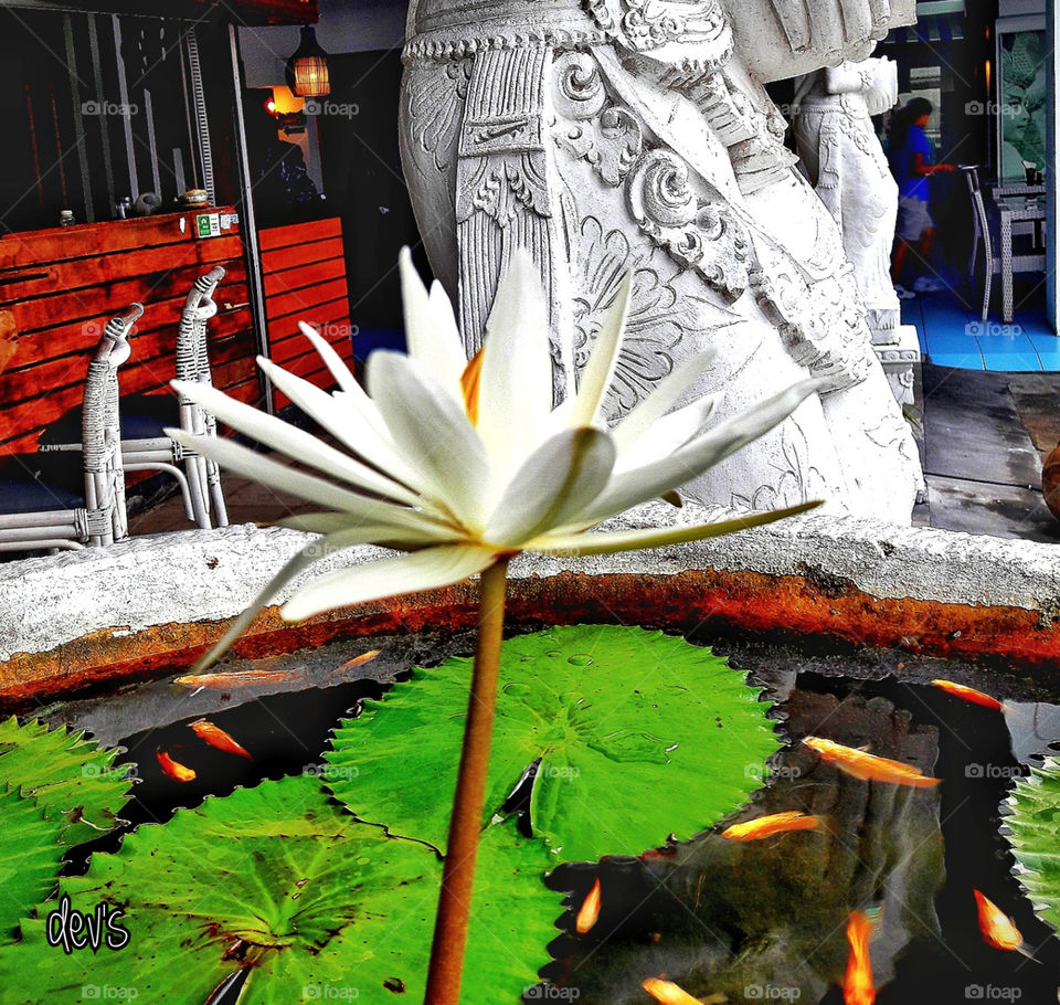 Be like a lotus growing in mud, but still pure and beautiful, standing tall, despite many obstacles