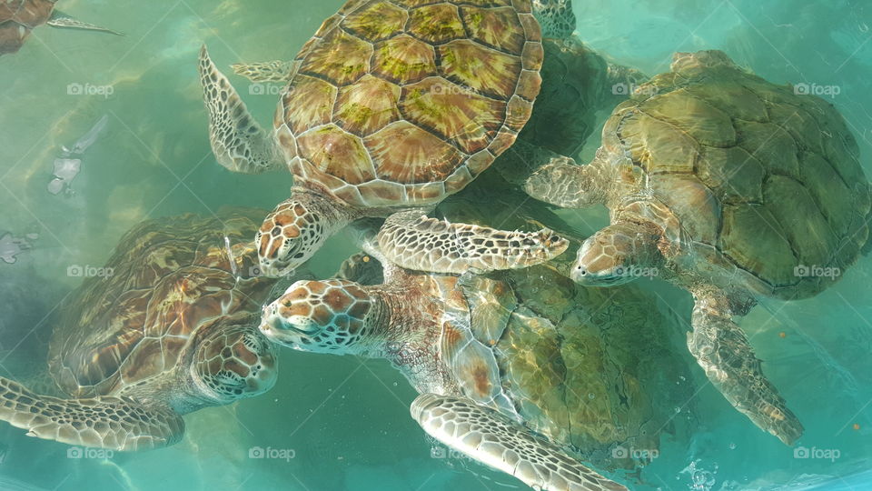 sea turtle sanctuary