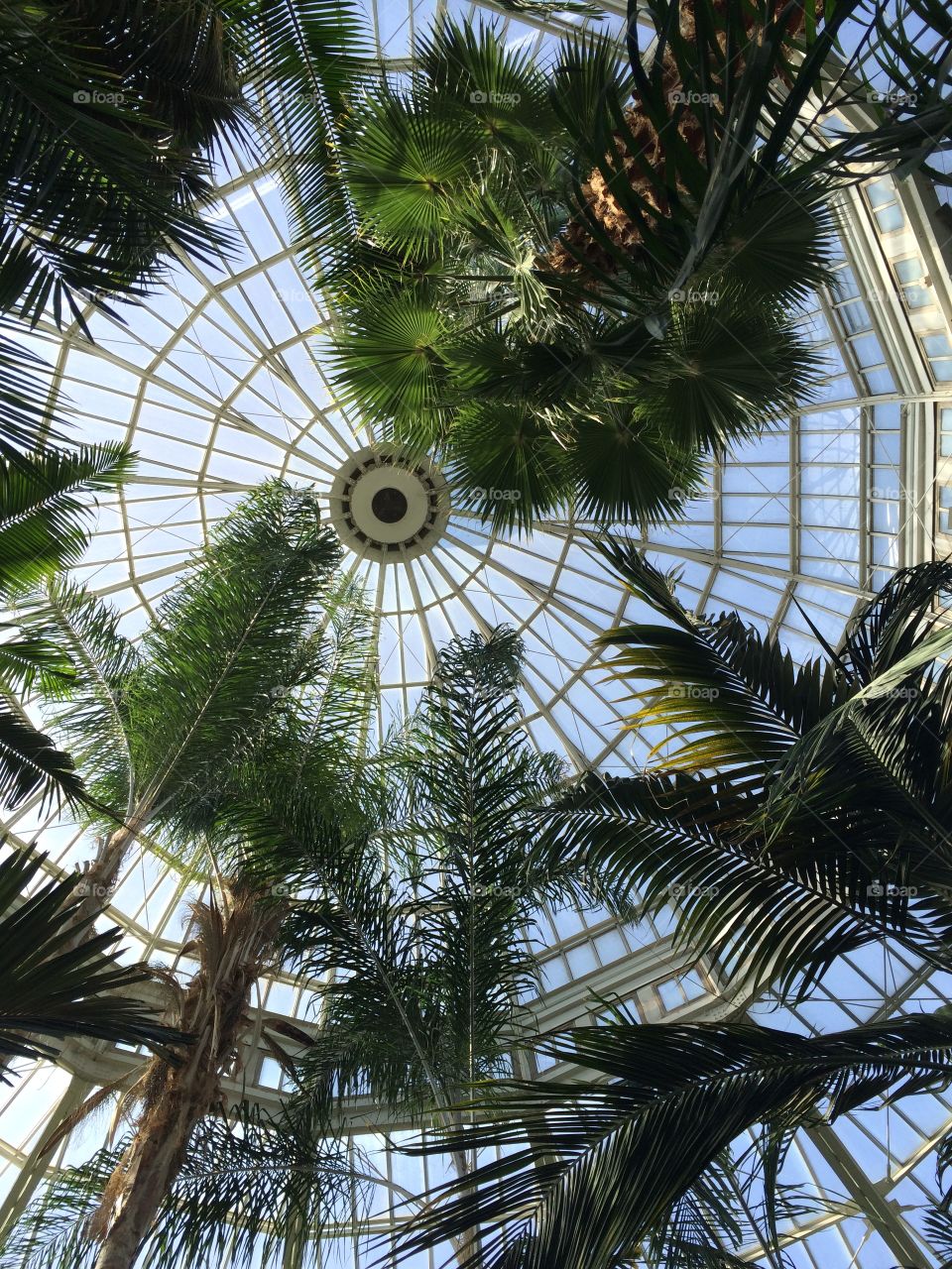 Como Conservatory. My daughter Sam took this pic