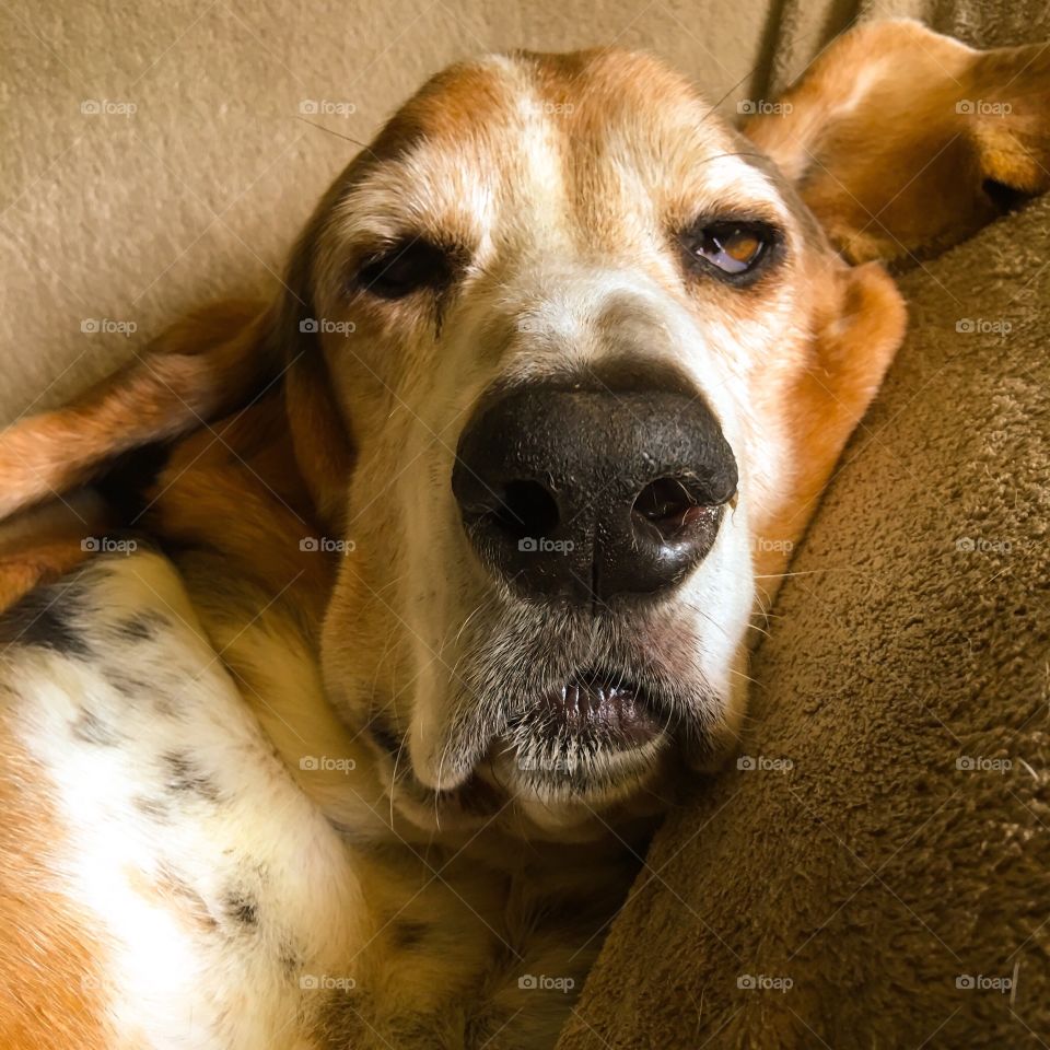 A snoozing Basset hound