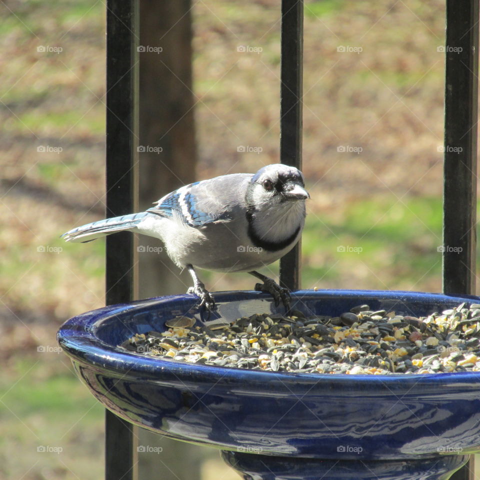 Blue Jay on a Bird Seed Platter