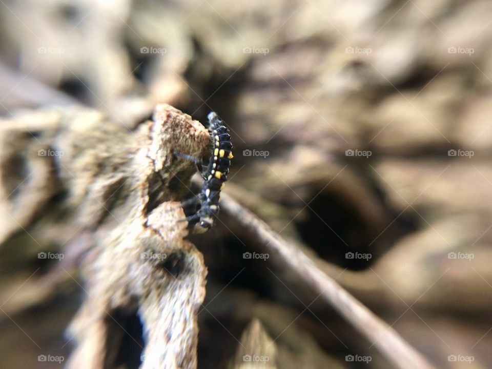 Amazing bug | Photo with iPhone 7 + Macro lens.