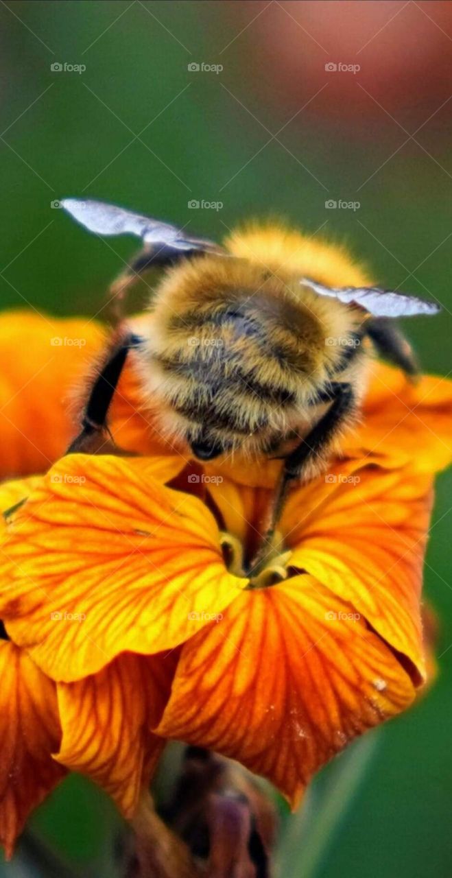 Bumblebee collecting nectar on an orange nasturtium flower