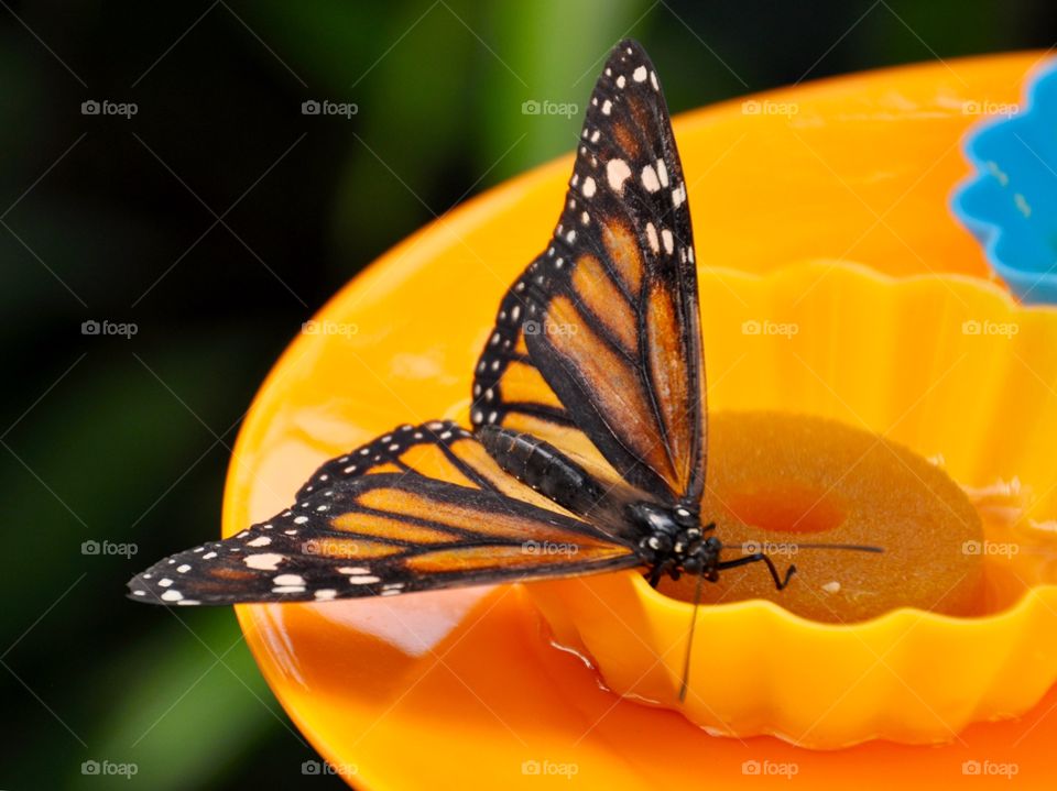 Close-up of butterfly feeding