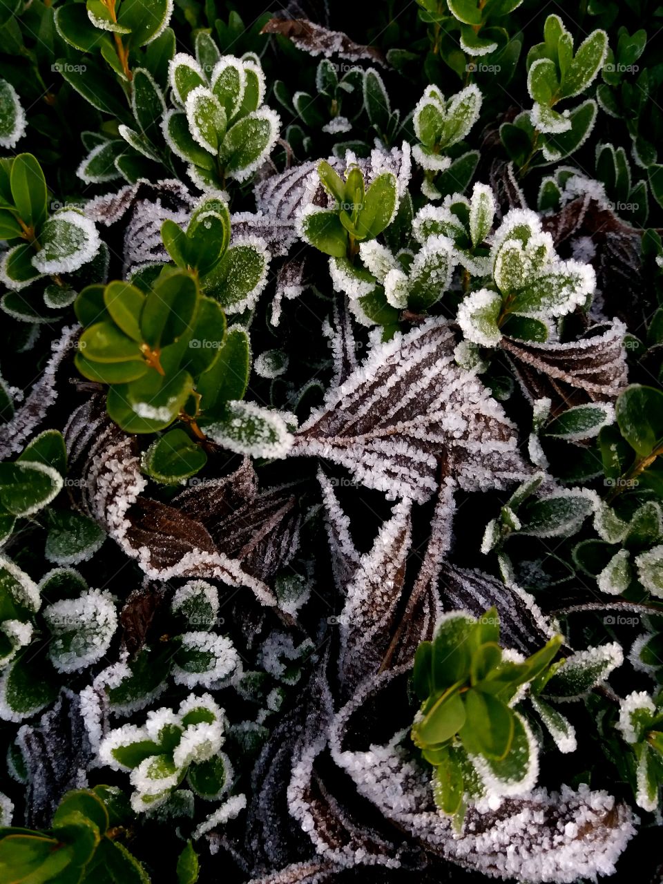 frozen leaves