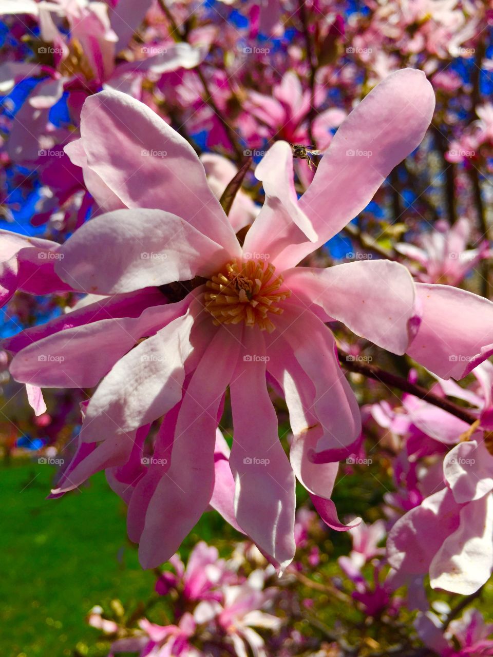 Pretty spring day ! Gorgeous flower