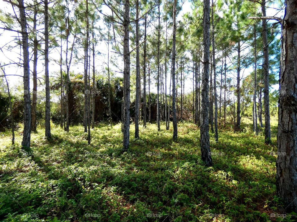 A beautiful forest scene with pine trees