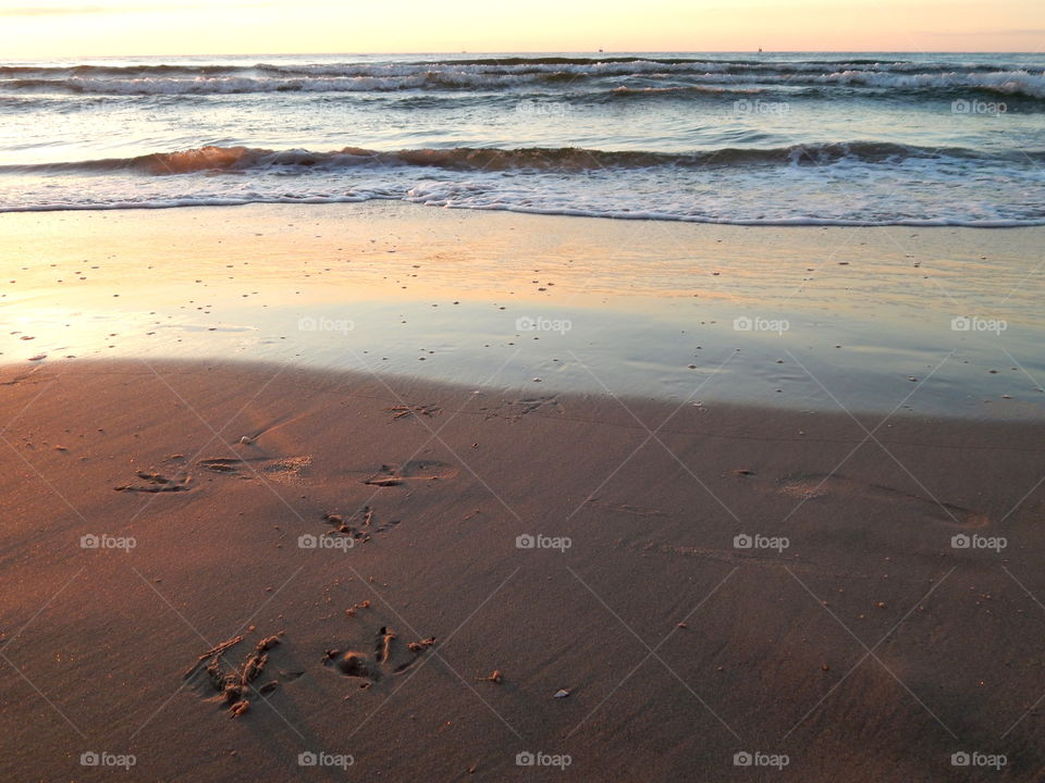 Traces of a bird walking on the sand