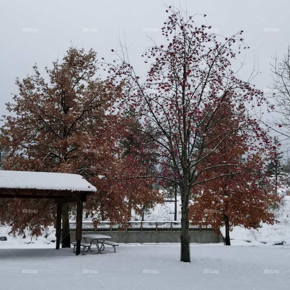 view of picnic canopy,table, trees with a wooden bridge on a snowy day
