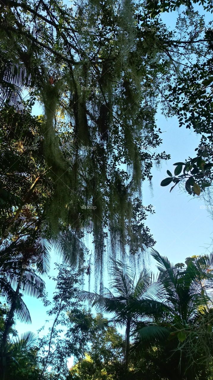 ÁRVORE COM BARBA DE VELHO