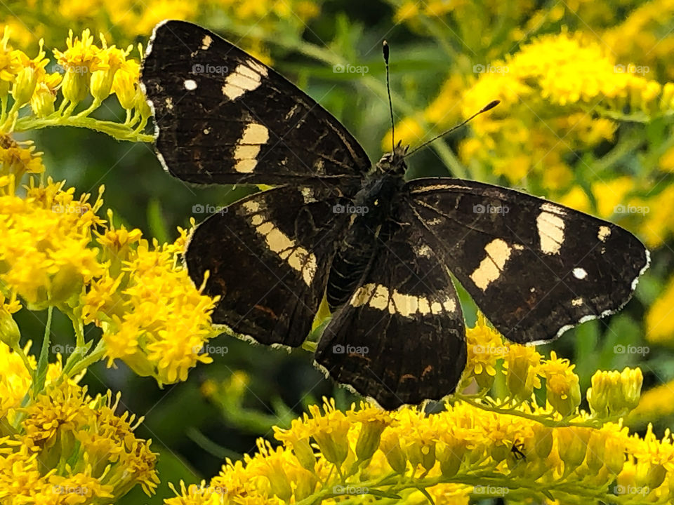 Landkärtchen - butterfly 