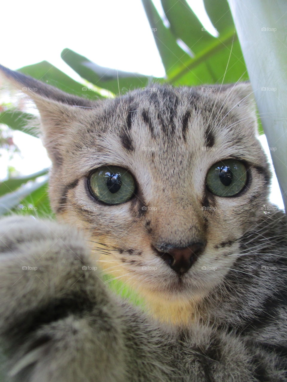 Cat Egyptian Mau