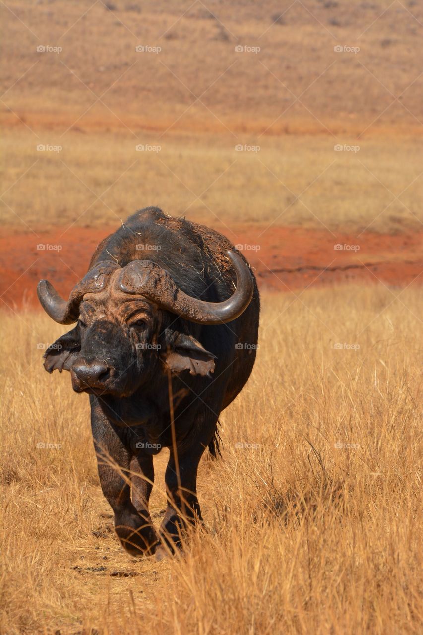 Lonely buffalo bull after a sand bath photographed on safari in Africa walking on brown short grass with a patch of red sand behind him 