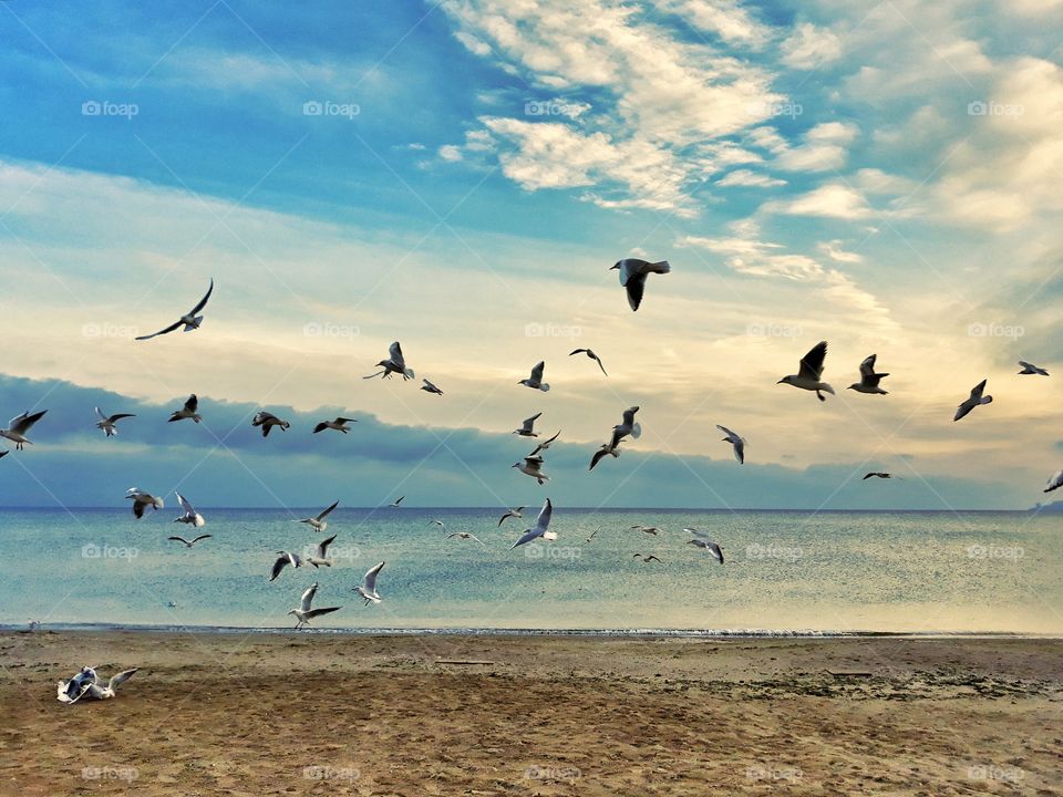 birds on the sea