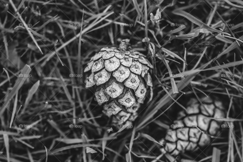 Fallen but not forgotten