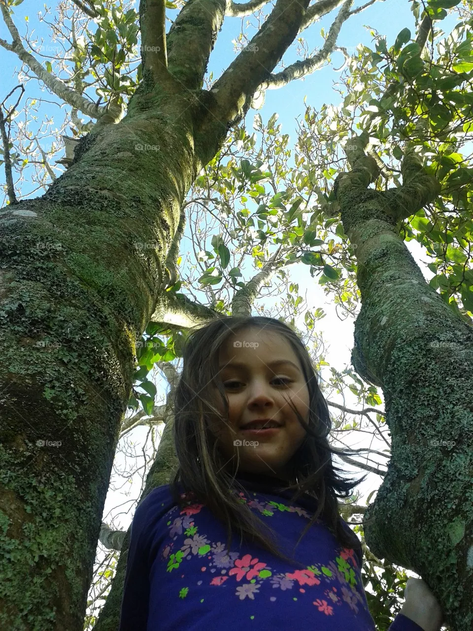 tree