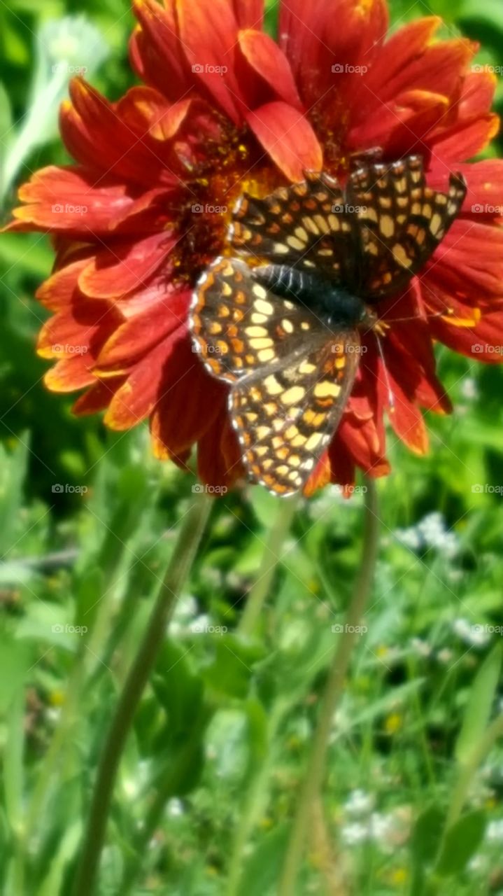 I planted a garden to attract bees, hummingbirds and butterflies. This butterfly was on this flower for several minutes.