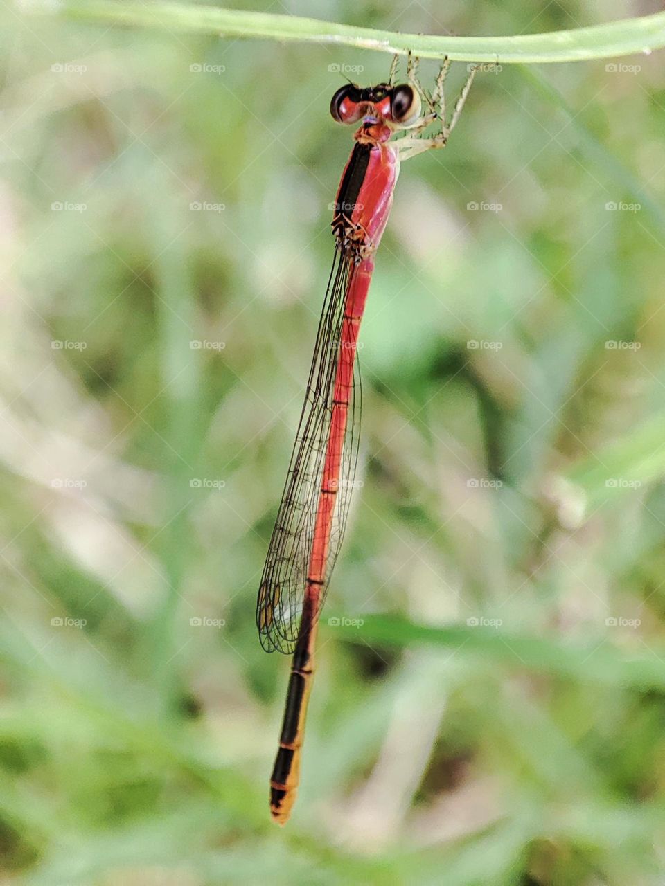 Large Red Damsel