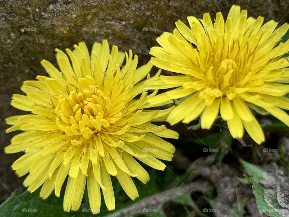 Two close up photo of common dandelion flower blossoms against the big rock. 