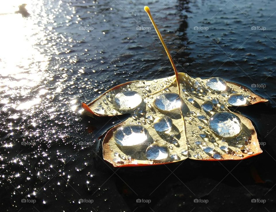 water drops on the Fallen Leaf