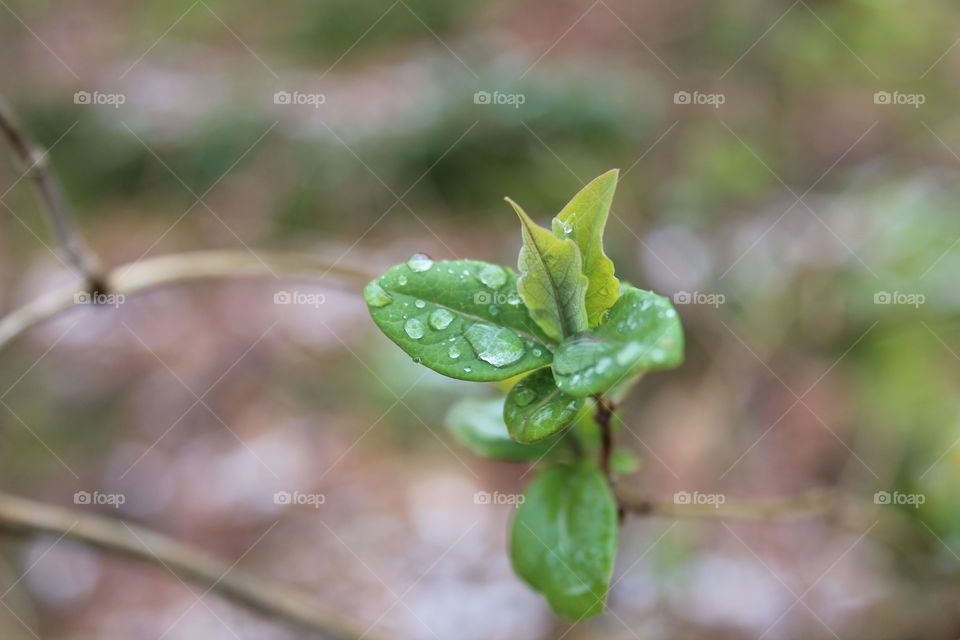 water drops on a little plant