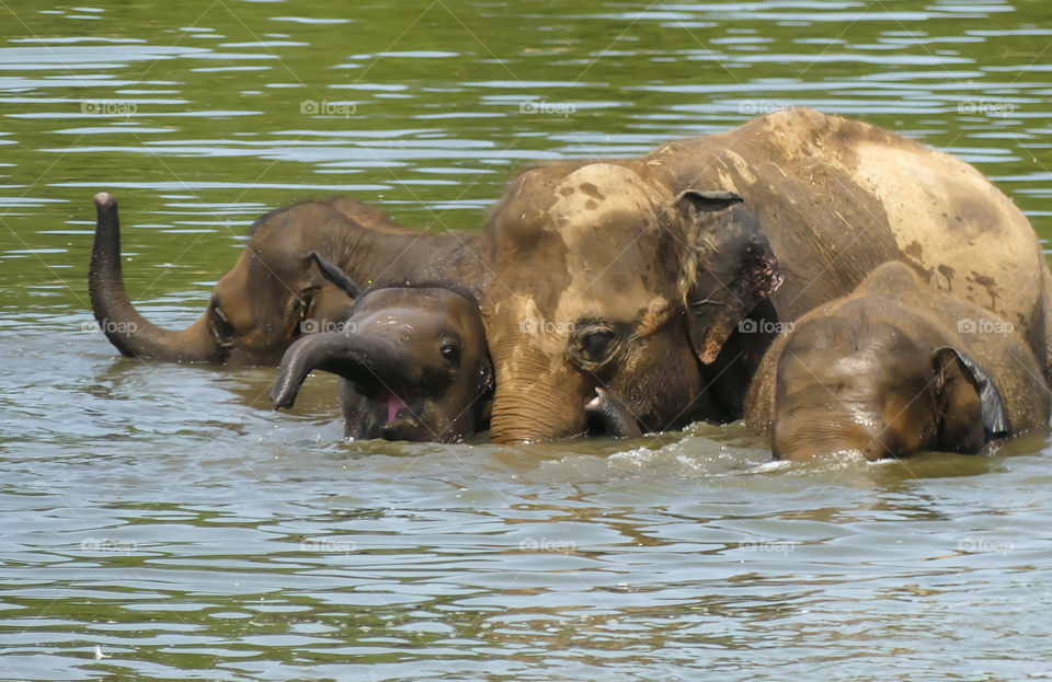 Elephant with her offspring in water
